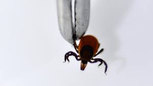 Как обезопасить ребенка от клещей