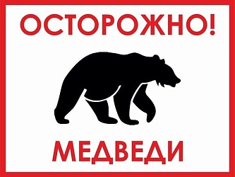 Правила поведения  при встрече с медведем